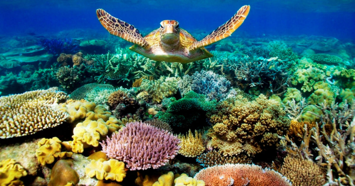 Australia aporta 1.100 millones de euros para proteger la Gran Barrera de Coral